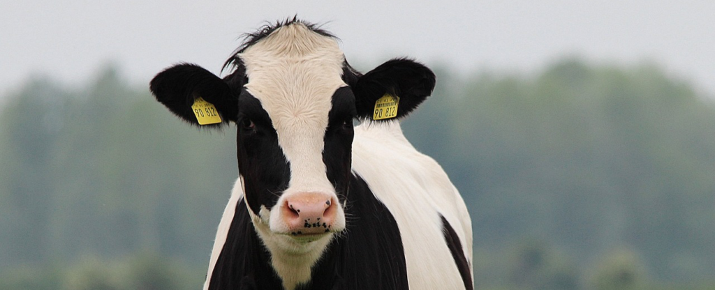 Verplaatsingsregeling veehouderijen met piekbelasting