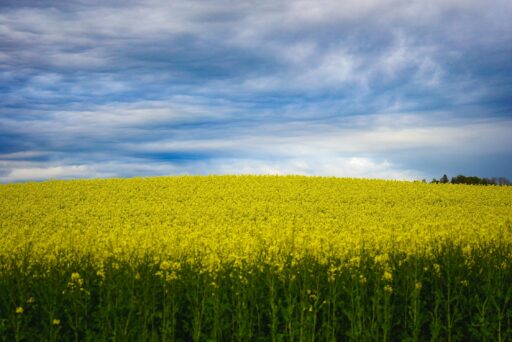 Maatregelen opstarten verlening natuurvergunningen